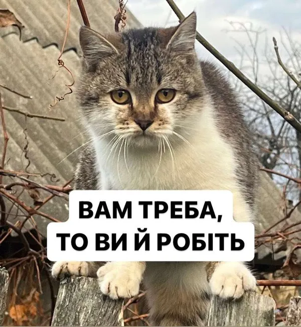 Мережу замилував новий мемний кіт Сирський: хто він такий і до чого тут Волинь