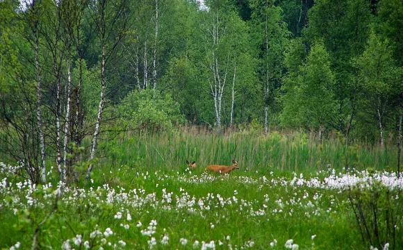 На Волині створять новий національний природній парк