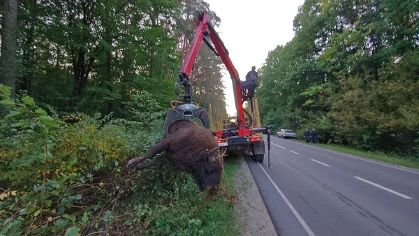 На Львівщині вантажівка збила 700-кілограмового зубра (фото 18+)