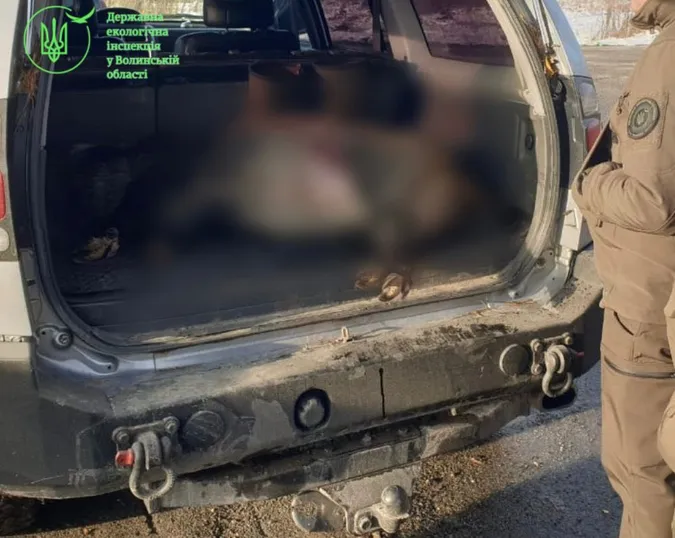 Убив самку кабана: на Волині затримали браконьєра