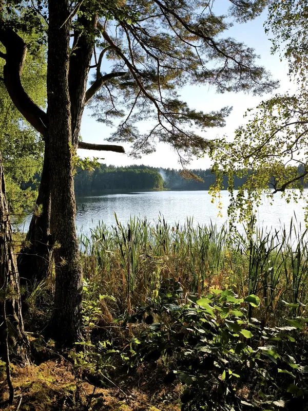 У лісі на Волині причаїлося мальовниче тихе озеро, в якому багато риби