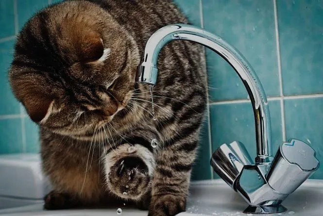 Прорив у мережі: низка вулиць у Ківерцях – без води
