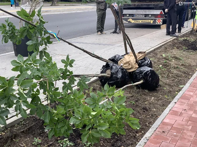 На проспекті Волі у Луцьку почали висаджувати дерева (фото)