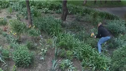У Луцьку безнадійний романтик «обчистив» відому клумбу на ЛПЗ (фото, відео)