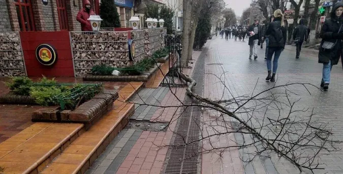 У центрі Луцька в пішохідній зоні впало дерево (фото)