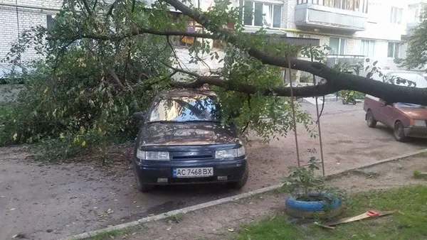 У Луцьку сильний вітер звалив дерево на авто (фото)