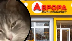 На Волині в «Аврорі» у відділі корму для тварин поселився кіт (відео)