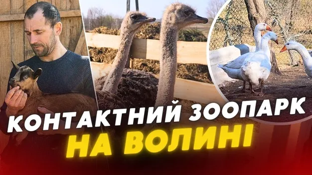Поцілунки з єнотами на дивані та врятована косуля: на Волині уся сім'я доглядає екзотичну ферму (відео)