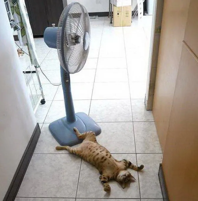 +33°C та хмари: погода в Луцьку в неділю, 27 серпня