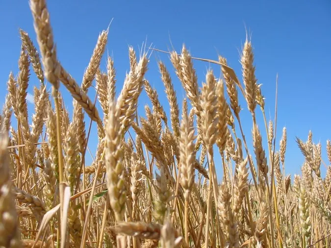 Сільські господарства Волині виробили продукції на 6,4 мільярда гривень, - Держстат