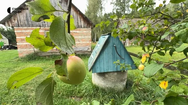 Ліс, Стир і 400-річний дуб: як живе село Куликовичі на Волині (фото, відео)