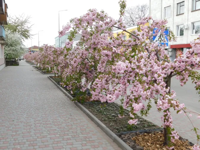 У Горохові відбудеться свято цвітіння сакур