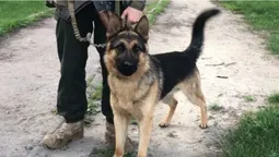 Як волинські нацгвардійці тренують пса-холерика (відео)