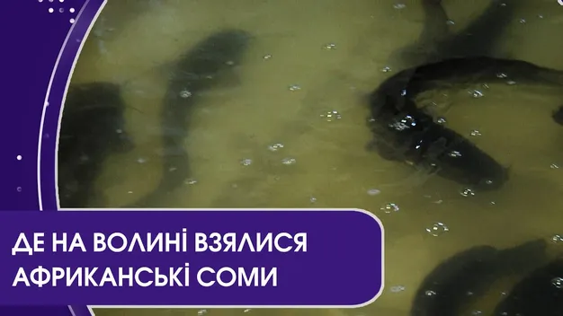 На Волині розводять африканських сомів (відео)