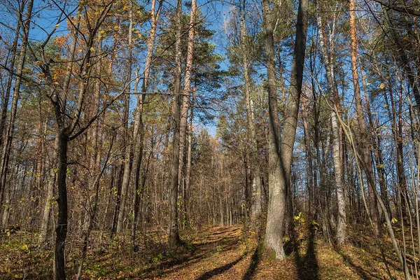 Біля Луцька є 40 гектарів дикої природи, де гніздиться рідкісний птах (фото)