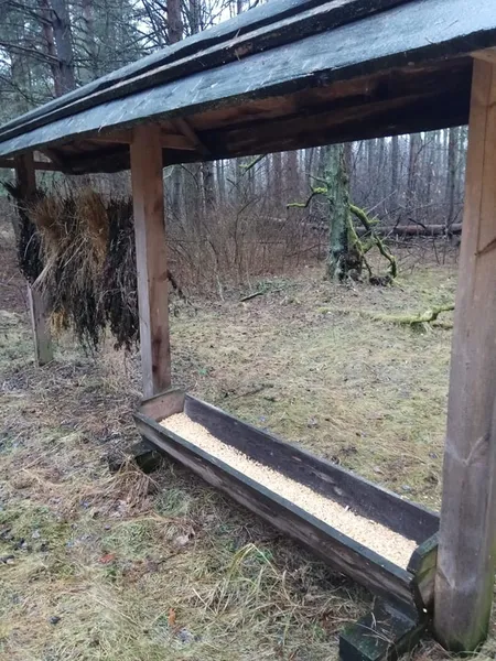 Як у нацпарку на Волині підгодовують лісових звірів (фото)