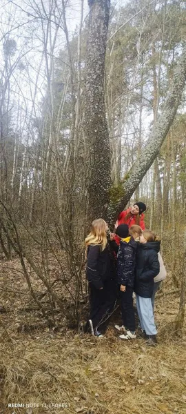 У нацпарку на Волині росте природний феномен з вишнево-коричневою корою (фото)