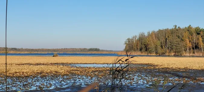 На унікальному болоті на Волині ростуть рідкісні рослини (фото)