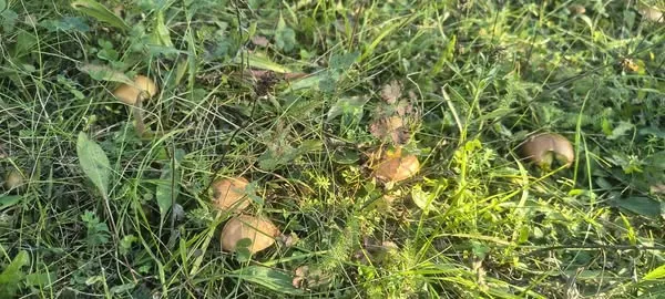 «Сидів, вибирав в траві»: де під Луцьком «встелено» грибами (фото)