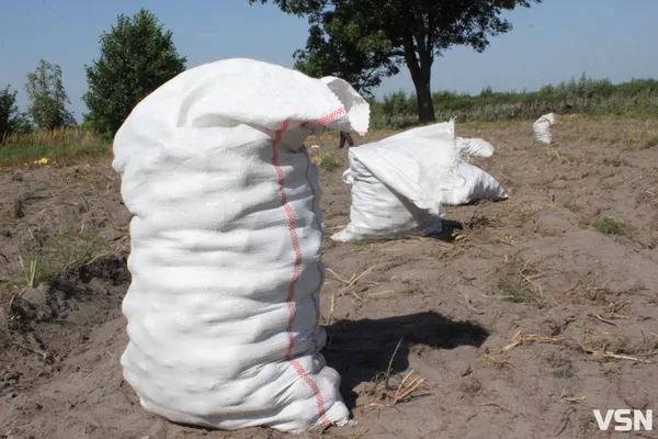 На Волині розпочали збір картоплі: що кажуть господарі про врожай