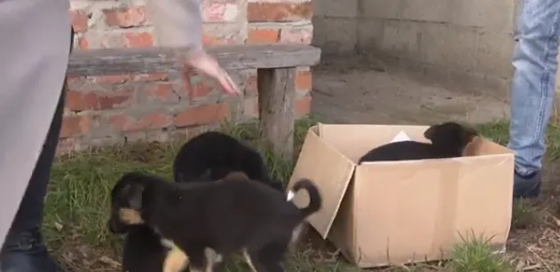 Вивезли помирати: між селами на Волині залишили цуценят (відео)