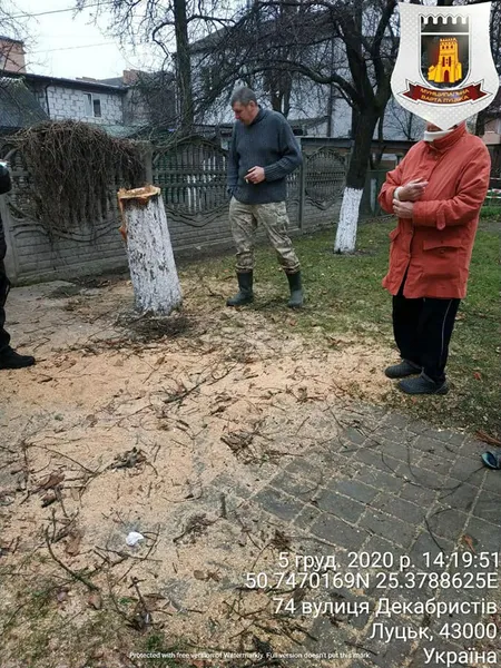 За спиляне дерево лучанин заплатить штраф (фото)
