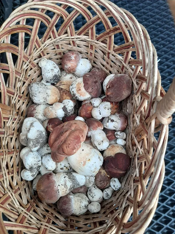🍄 У якому лісі на Волині назбирали повний кошик білих грибочків (фото)