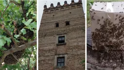 Роками живуть у вежі: у Луцькому замку ловили унікальний бджолиний рій (фото, відео)