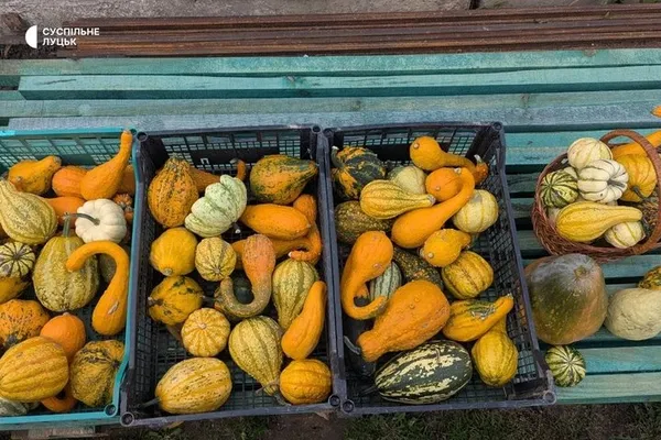 Цього року уродай хороший — на кущі по 5-6 гарбузів