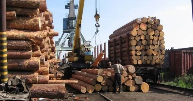 Волинські лісогосподарства сплатили майже 200 мільйонів до бюджетів області