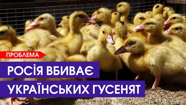 Через блекаути фермер з Волині змушений пустити під ніж половину своїх гусей (відео)
