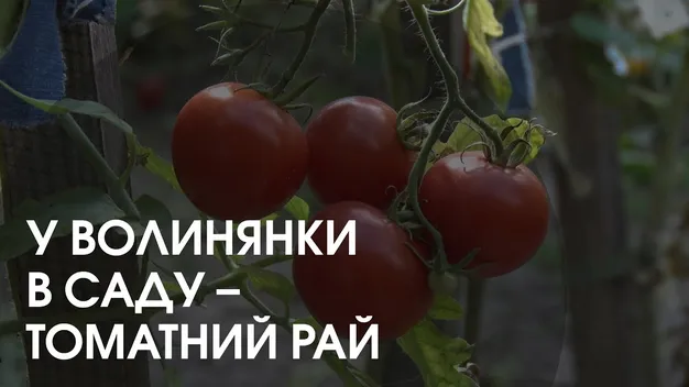 Білі, чорні, волохаті і зимові: волинянка вирощує чотириста сортів помідорів (відео)