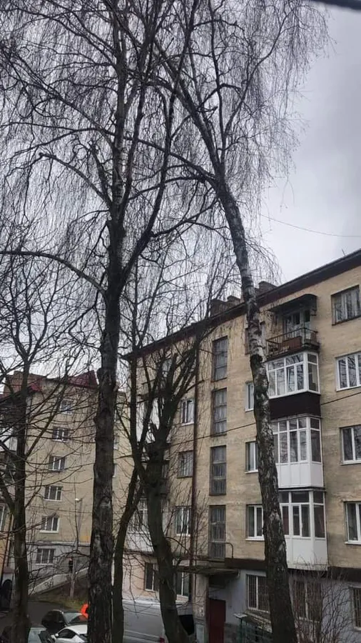 Аварійні дерева та багато ям: лучани просять відремонтувати двір (фото)