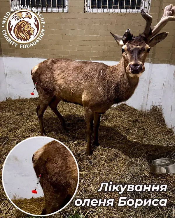 🦌❤️‍🩹Олень Борис має ушкодження органів і боїться уколів: що вигадали зоорятівники