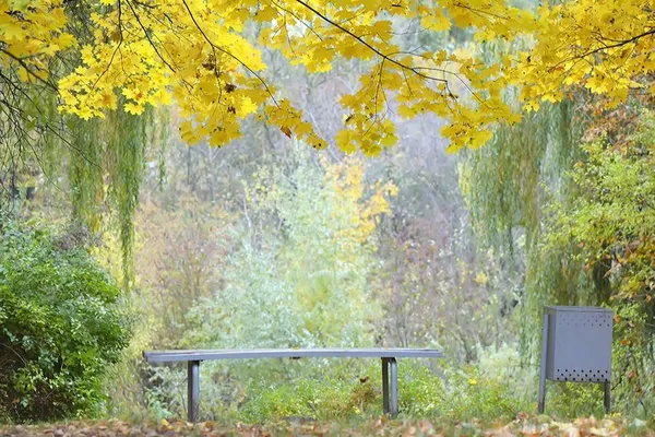 Луцький фотограф показав фантастичну «золоту» осінь (фото)
