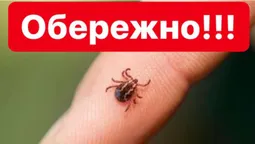 Наступ кліщів: чим загрожує укус та як вберегтися (відео)