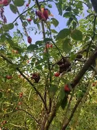 Для комахи особливо важливі молоді бруньки. У них є тканини, що активно діляться, тому їх легше «перенаправити» на утворення гали.