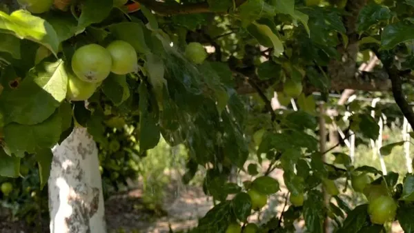 «Город – то мої ліки»: як викладачка з Волині понад 20 років хазяйнує на дачі (фото, відео)