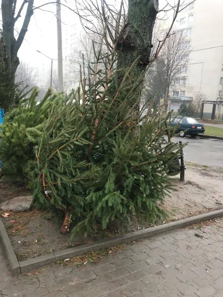 У Луцьку виявили порушення на ялинковому ринку (фото)