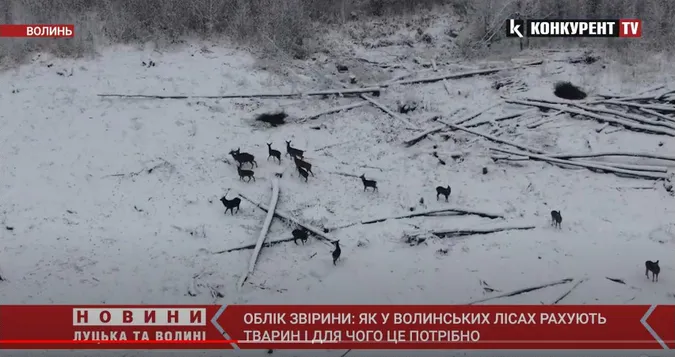 У волинських лісах тварин рахує безпілотник (відео)