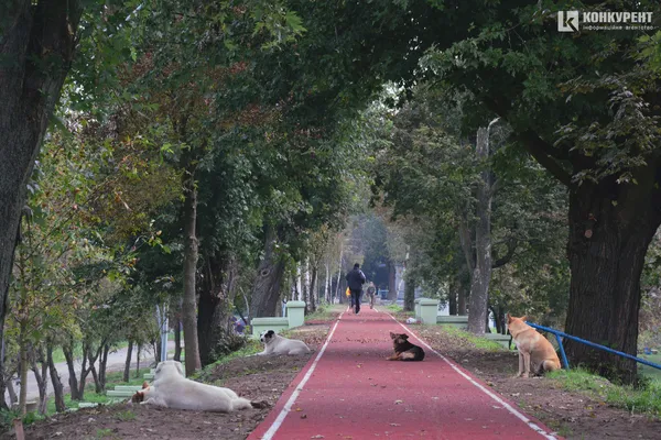Осінь у луцькому парку: тиша і сплеск кольорів (ФОТО)