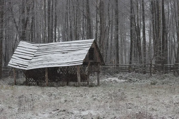 В Цуманській пущі червонокнижні олені раділи першому снігу (фото)