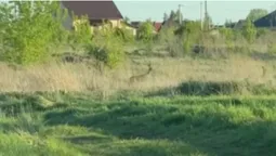 У Рованцях поблизу житлових будинків розгулюють косулі (відео)