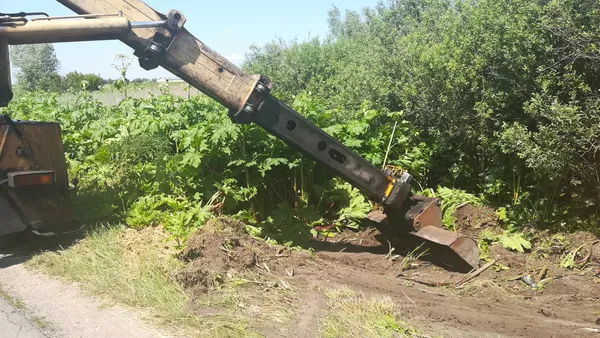 На узбіччях волинських доріг боролися із борщівником