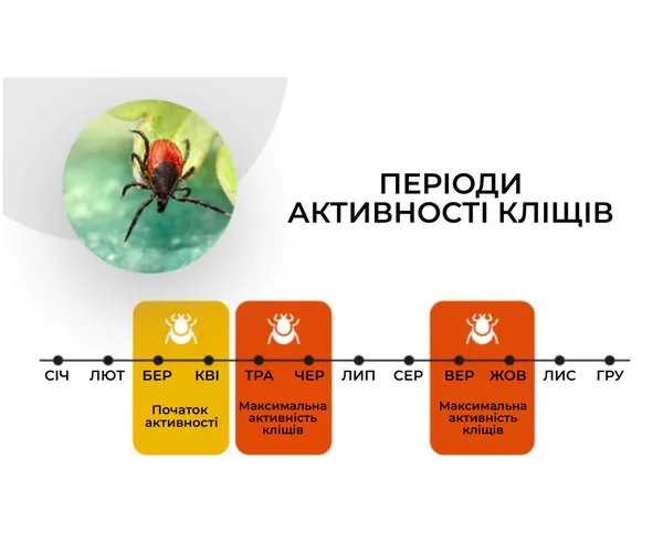 Небезпечний сезон: коли прокидаються кліщі і де їх найбільше