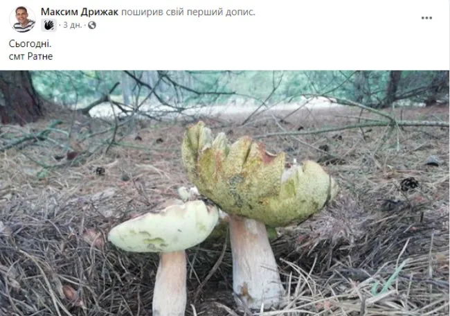 Почали рости білі: на Волині відкрито сезон грибів