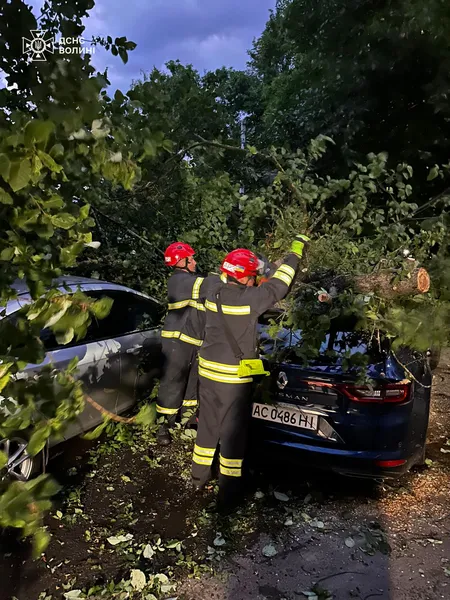 На Грушевського у Луцьку деревами привалило дві автівки (фото)
