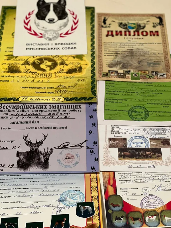 Лайки та гончак: волинські лісівники тренують мисливських собак (фото)