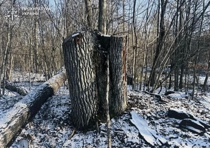 Через недбалість екслісівника у нацпарку на Волині зрубали дерев на 5 мільйонів