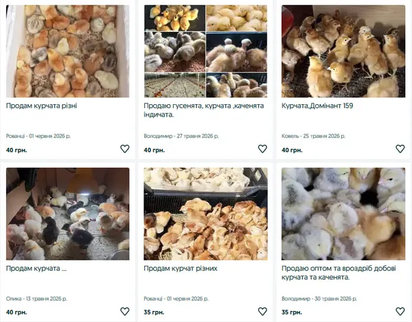 Скільки коштують курчата, каченята та індичата на Волині (фото)